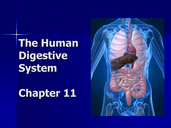 The Human Digestive System Chapter 11