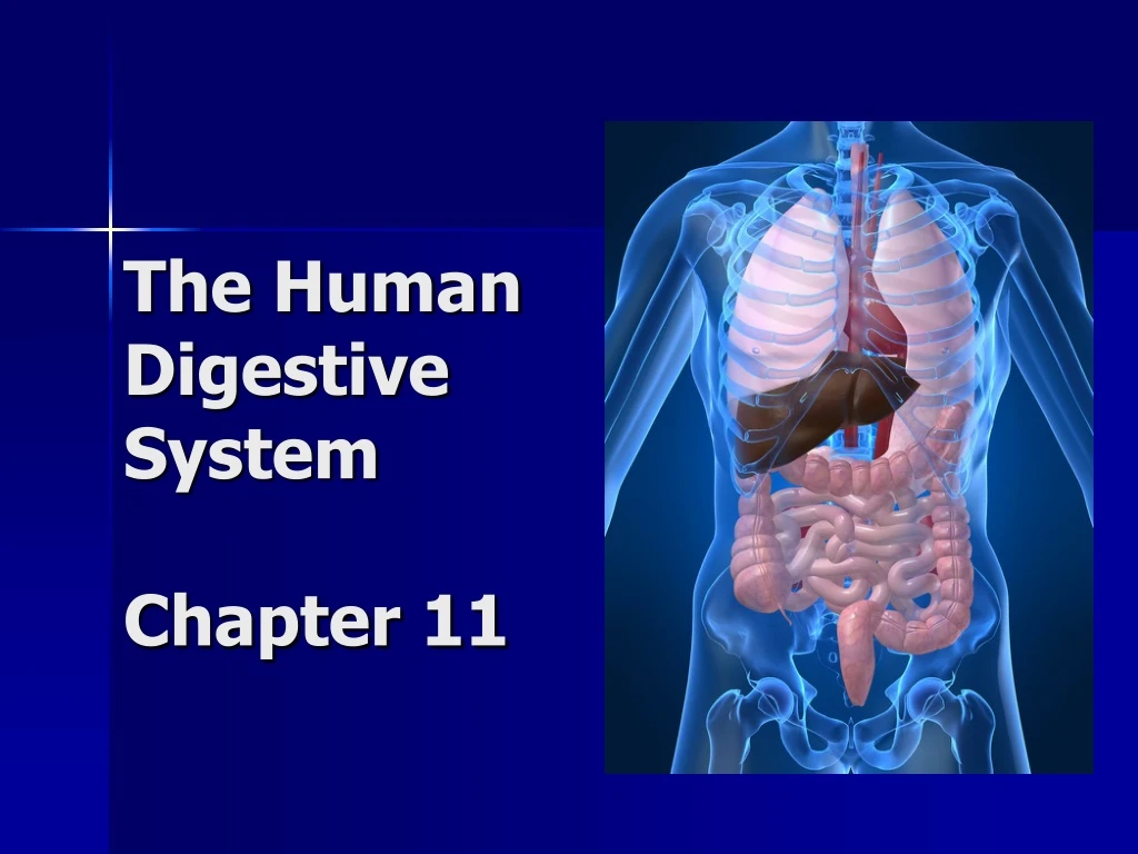the human digestive system chapter 11