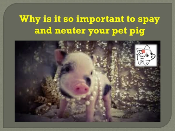 Why is it so important to spay and neuter your pet pig
