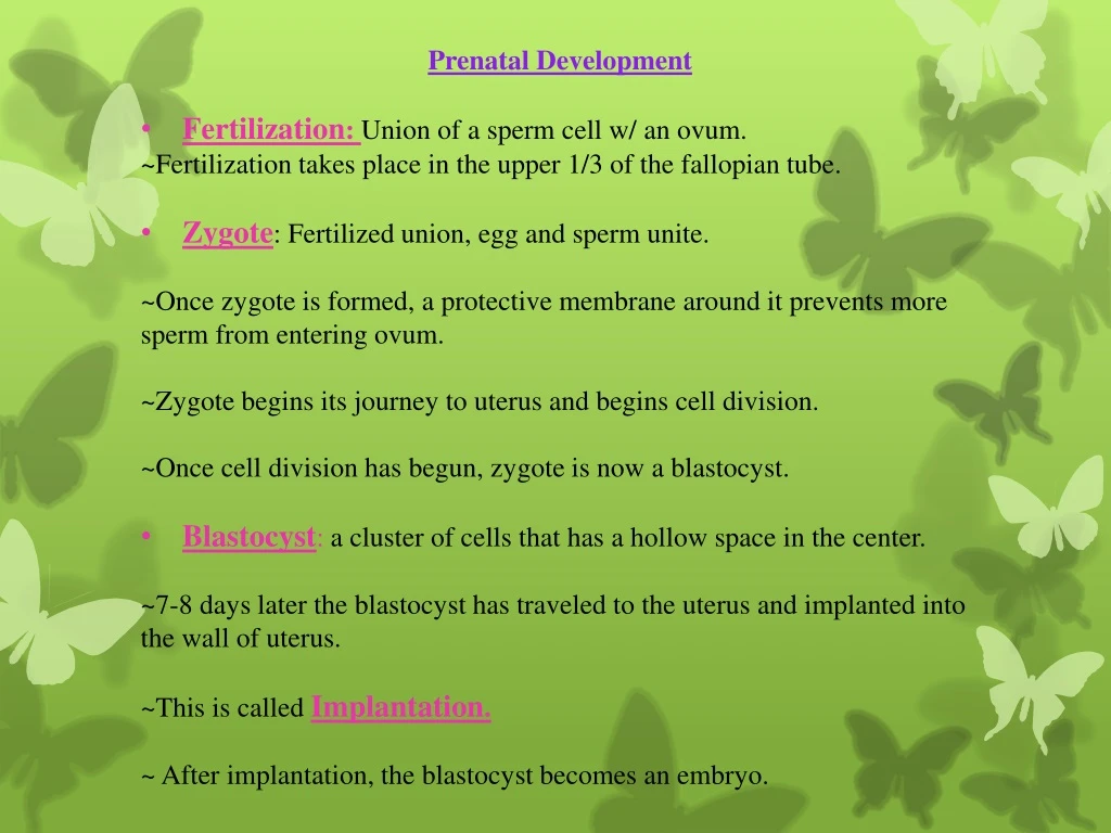 prenatal development fertilization union