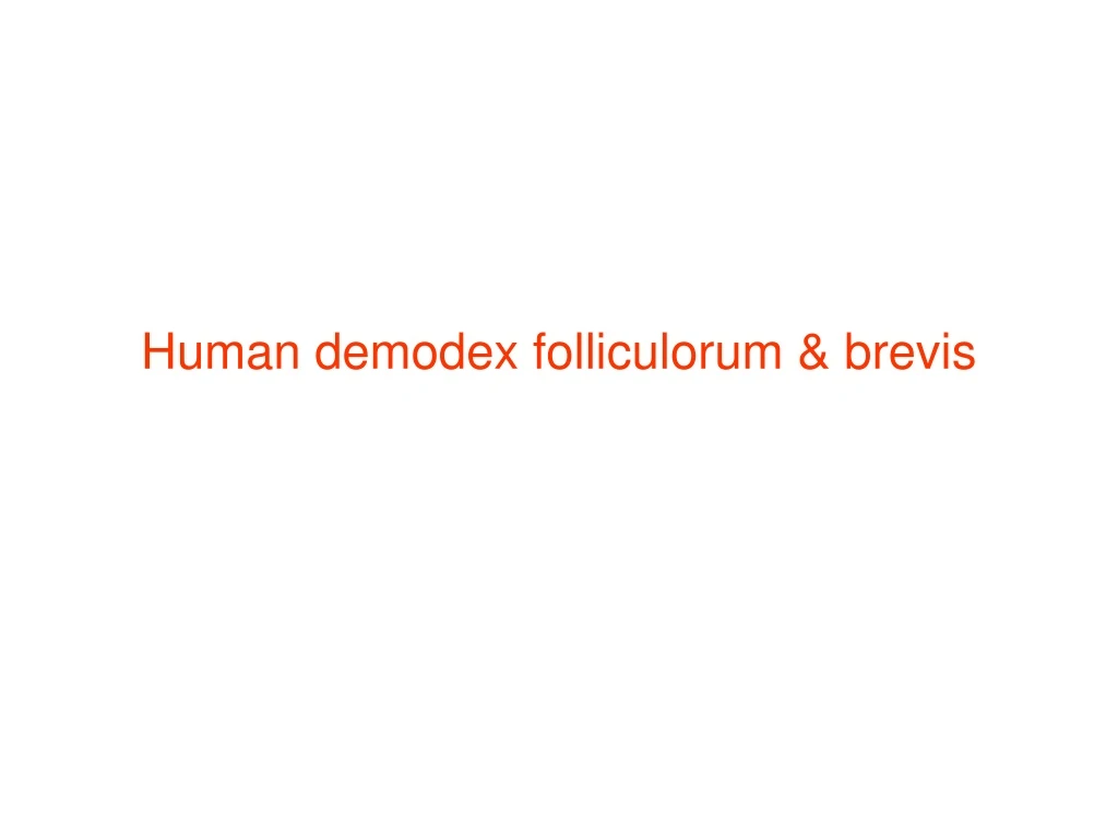 human demodex folliculorum brevis