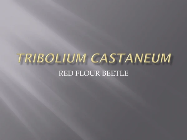 Tribolium castaneum