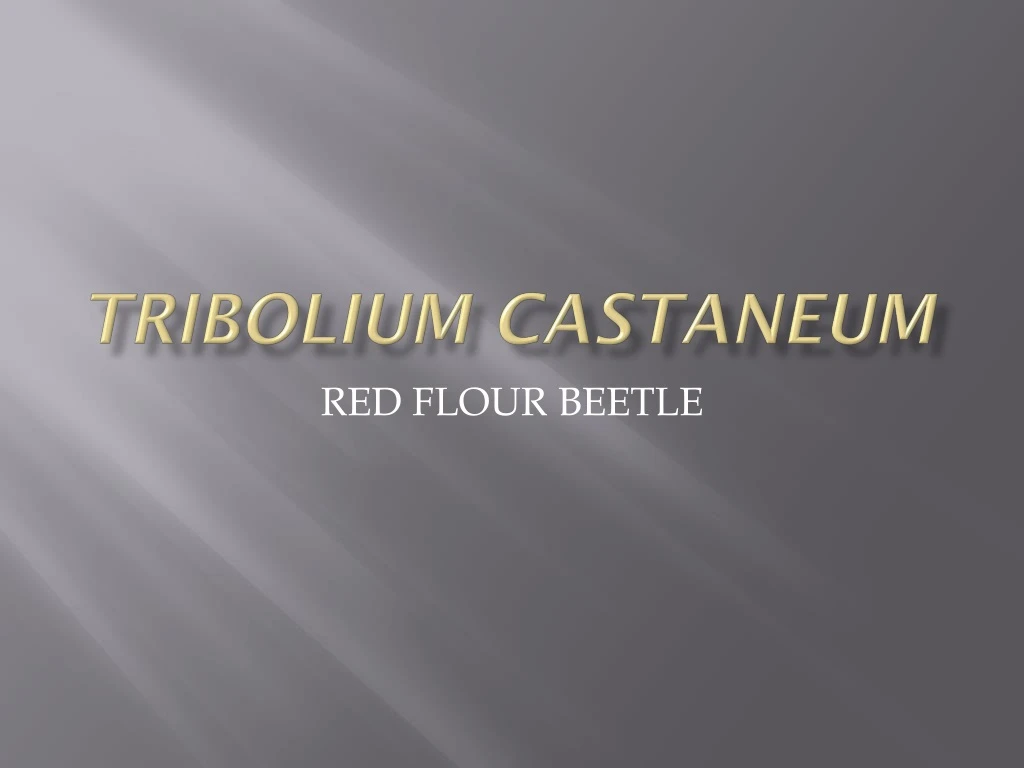 tribolium castaneum