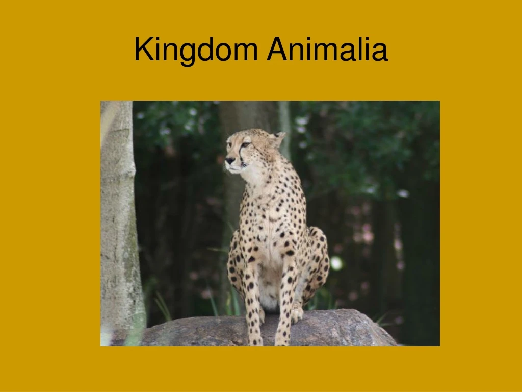 kingdom animalia