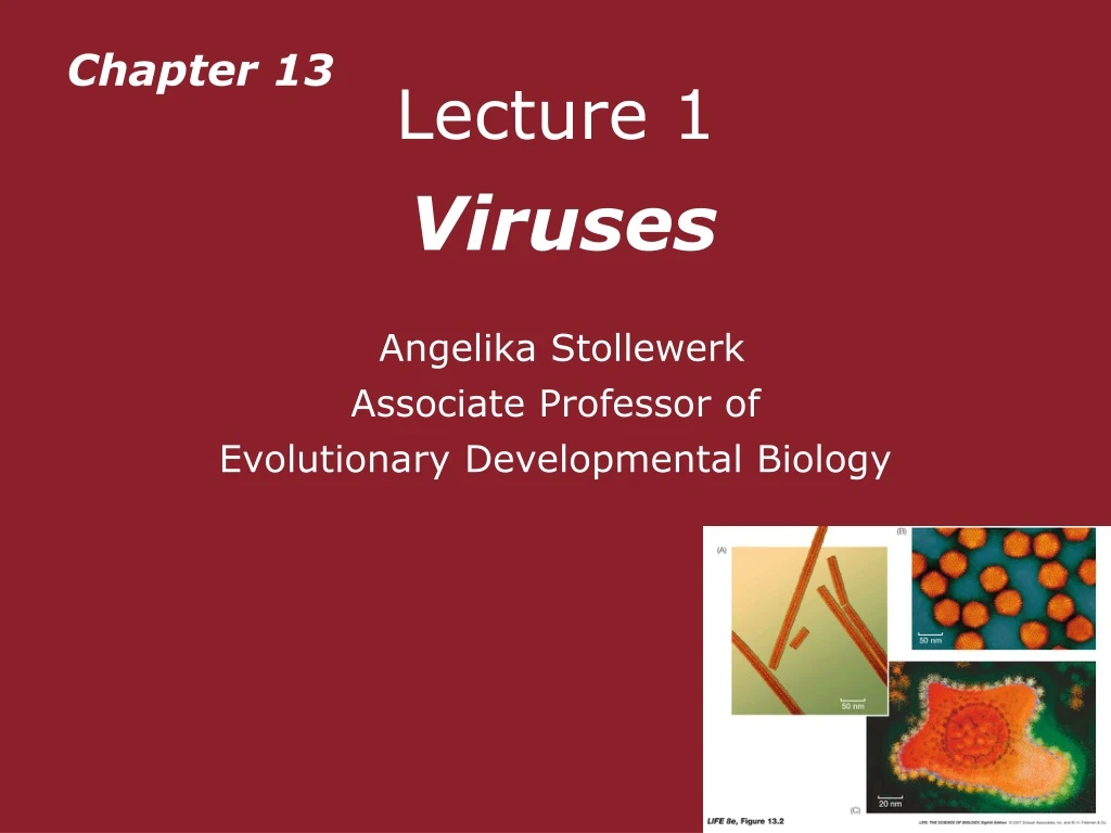 lecture 1 viruses angelika stollewerk associate professor of evolutionary developmental biology