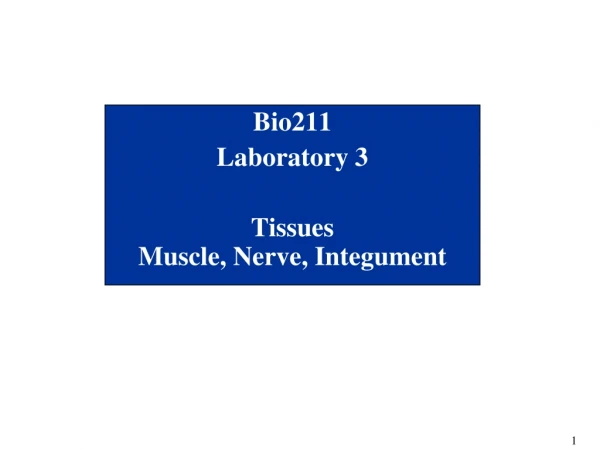 Bio211 Laboratory 3 Tissues Muscle, Nerve, Integument