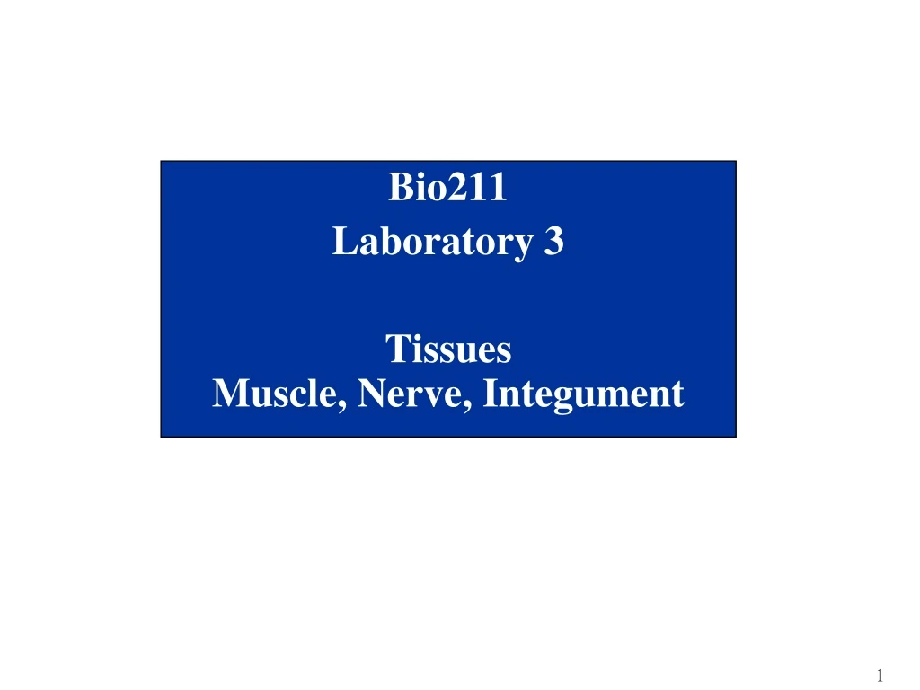 bio211 laboratory 3 tissues muscle nerve integument