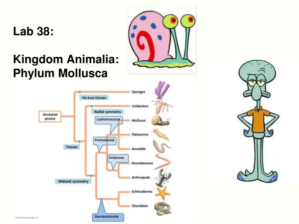 Lab 38: Kingdom Animalia: Phylum Mollusca