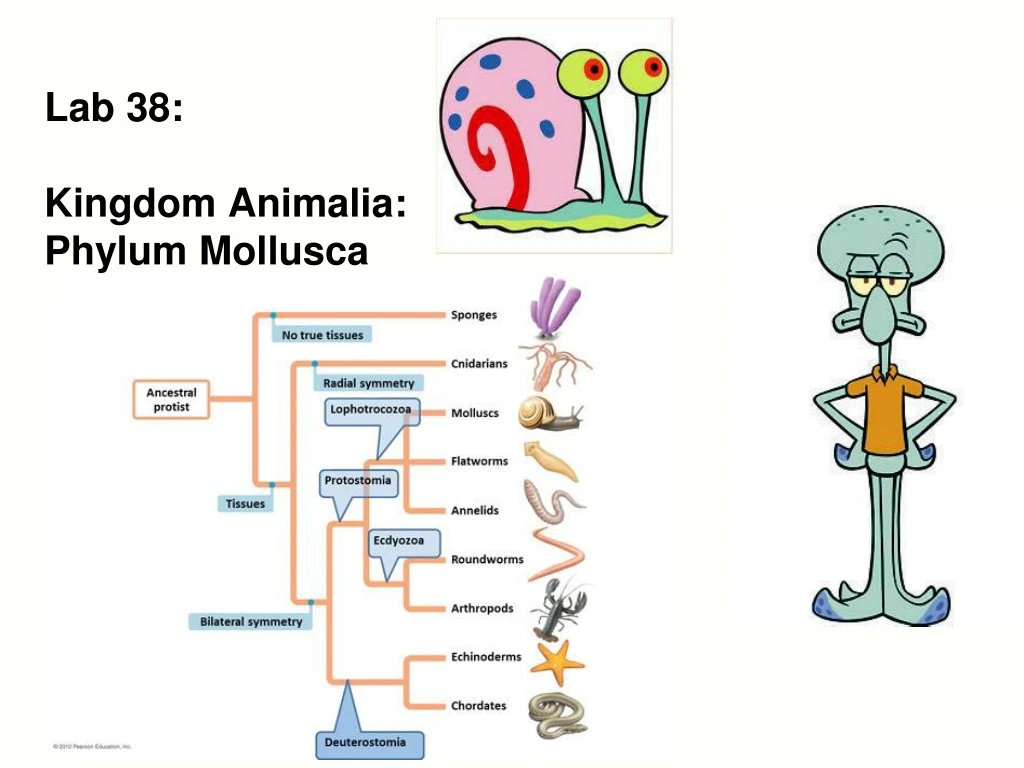 lab 38 kingdom animalia phylum mollusca