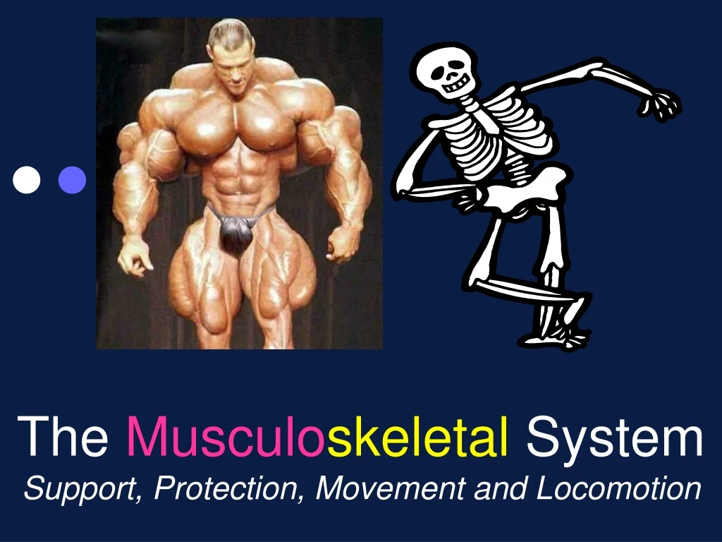 the musculo skeletal system support protection movement and locomotion