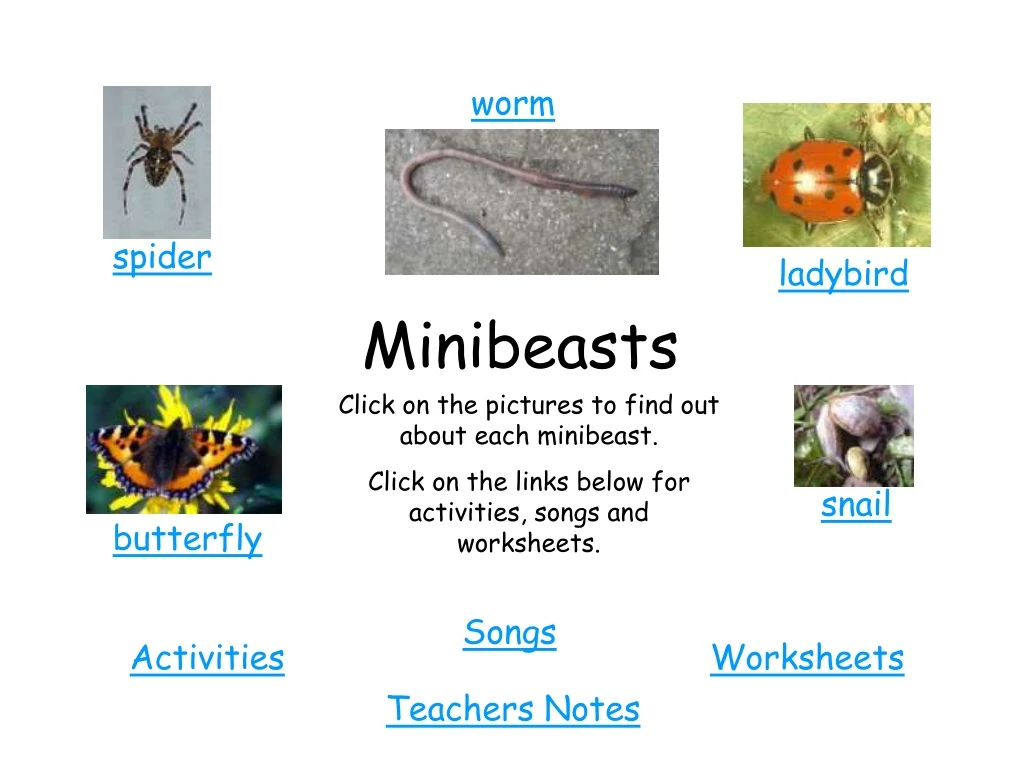 minibeasts