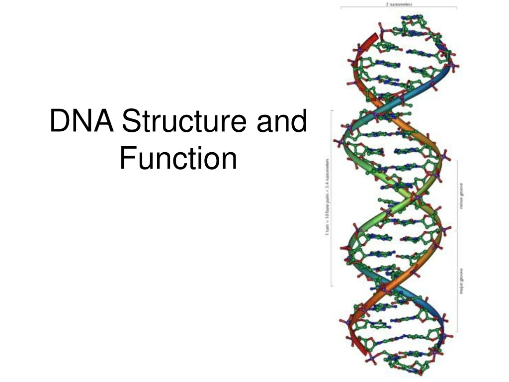 dna structure and function