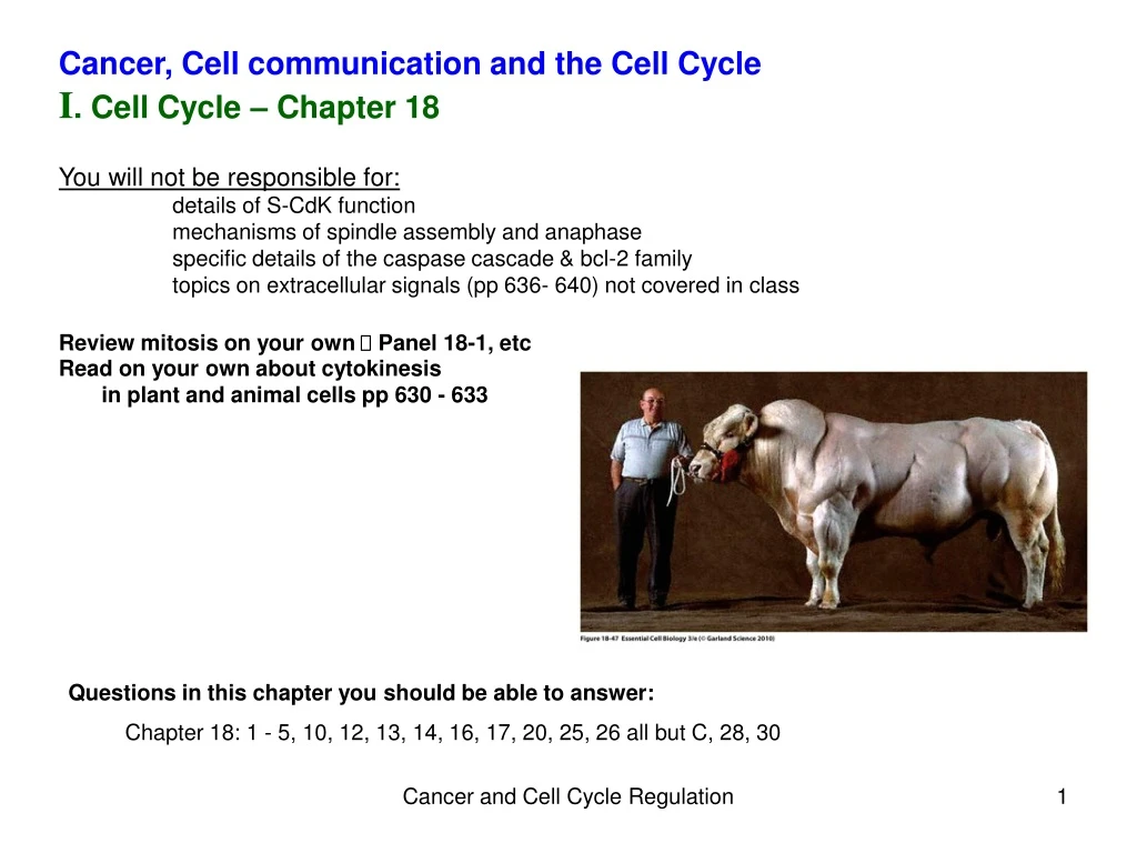 cancer cell communication and the cell cycle
