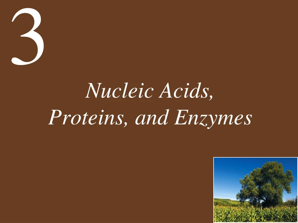 nucleic acids proteins and enzymes