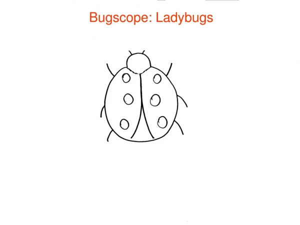 Bugscope: Ladybugs