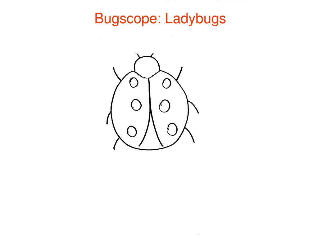 bugscope ladybugs