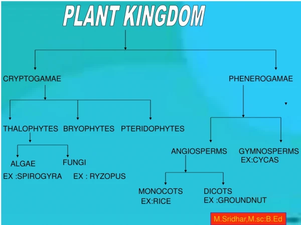 PLANT KINGDOM