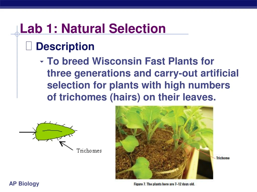 lab 1 natural selection