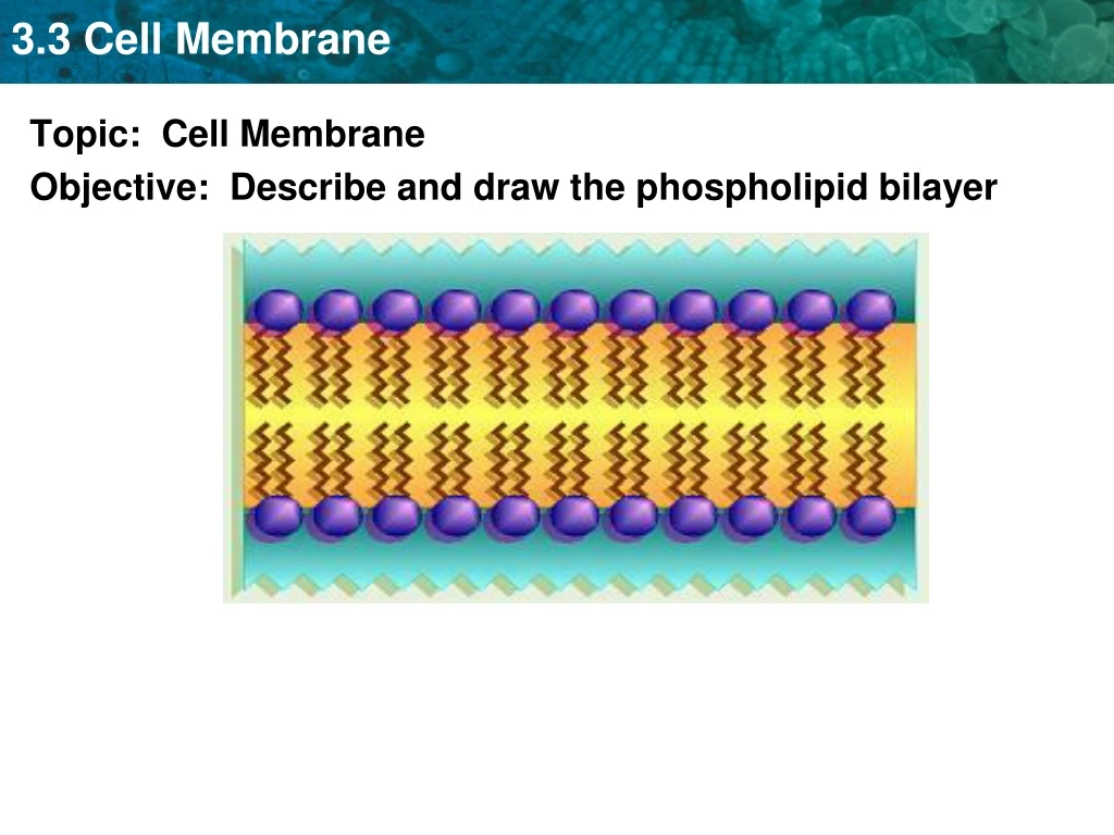 topic cell membrane objective describe and draw