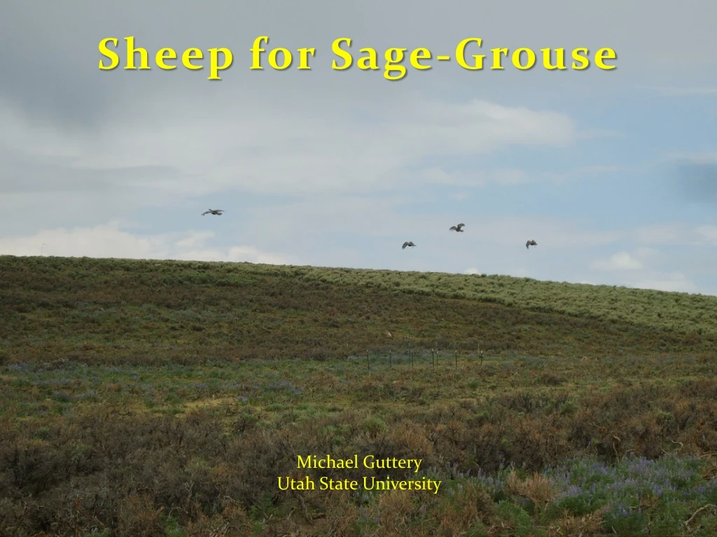 sheep for sage grouse