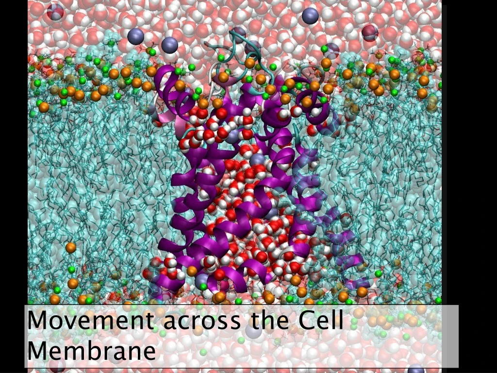 movement across the cell membrane