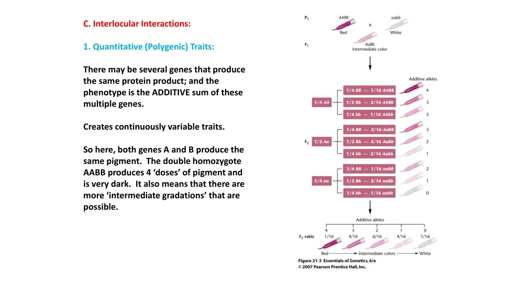 c interlocular interactions 1 quantitative