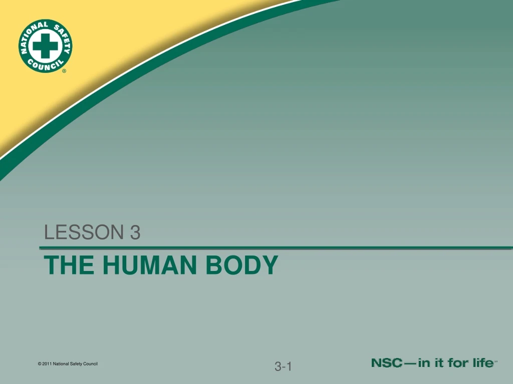 the human body