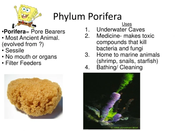 Phylum Porifera