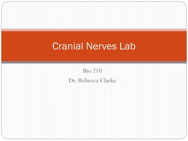 Cranial Nerves Lab