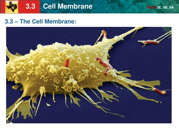 3.3 – The Cell Membrane: