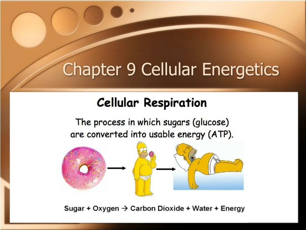 chapter 9 cellular energetics
