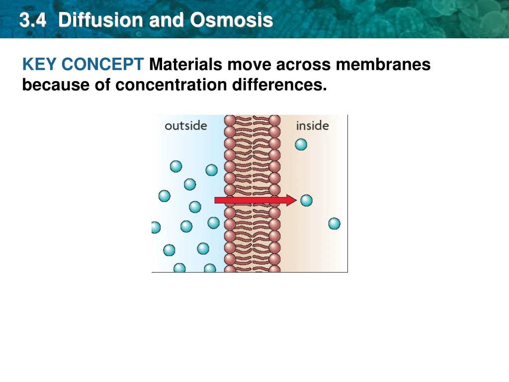 3 4 diffusion and osmosis