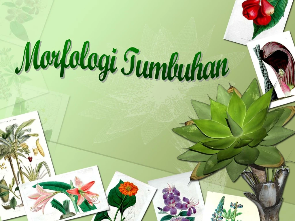 morfologi tumbuhan