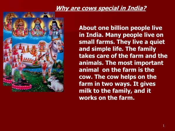 Why are cows special in India ?