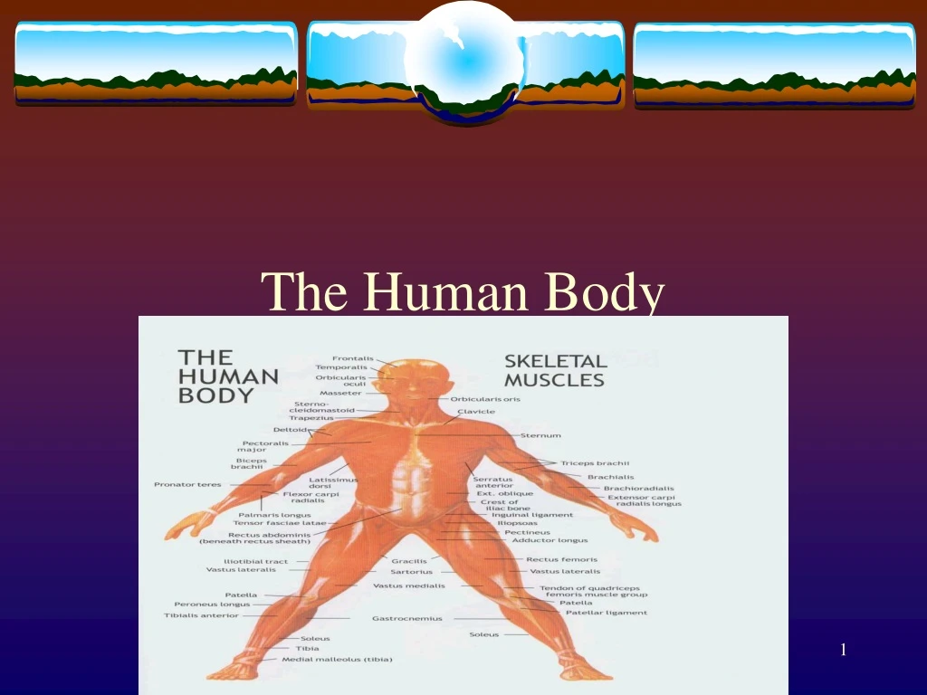 the human body