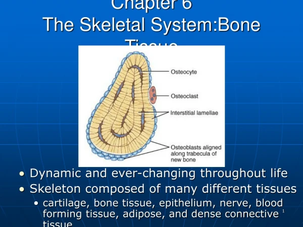 Chapter 6 The Skeletal System:Bone Tissue