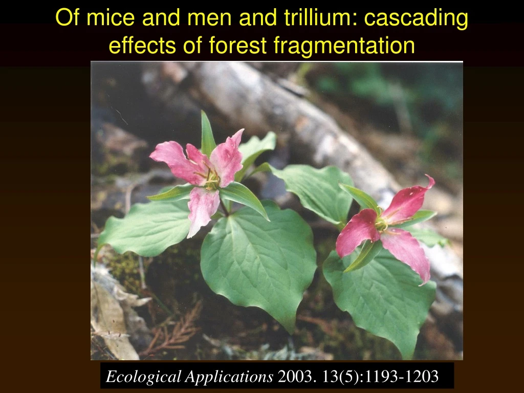 of mice and men and trillium cascading effects of forest fragmentation