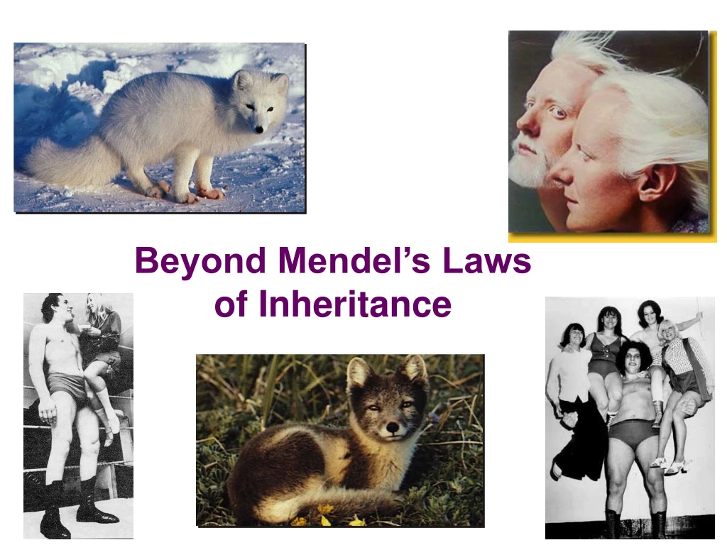 beyond mendel s laws of inheritance