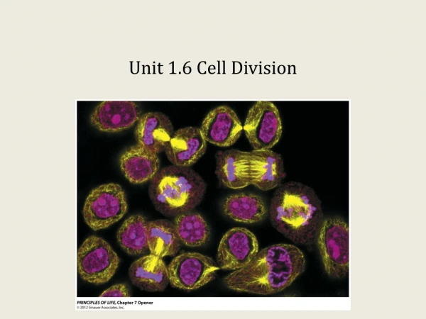 Unit 1.6 Cell Division