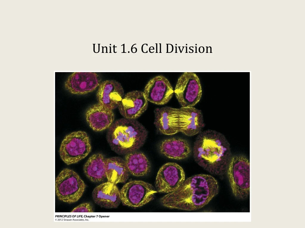 unit 1 6 cell division