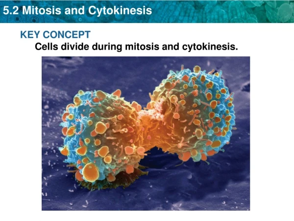 KEY CONCEPT Cells divide during mitosis and cytokinesis.