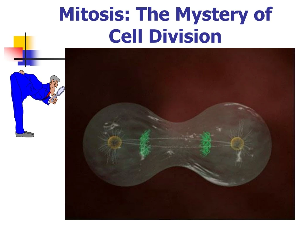 mitosis the mystery of cell division
