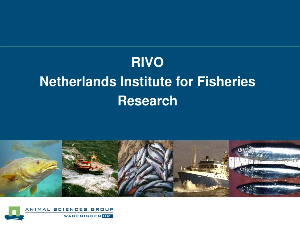 rivo netherlands institute for fisheries research