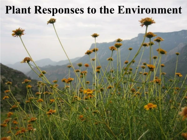 Plant Responses to the Environment