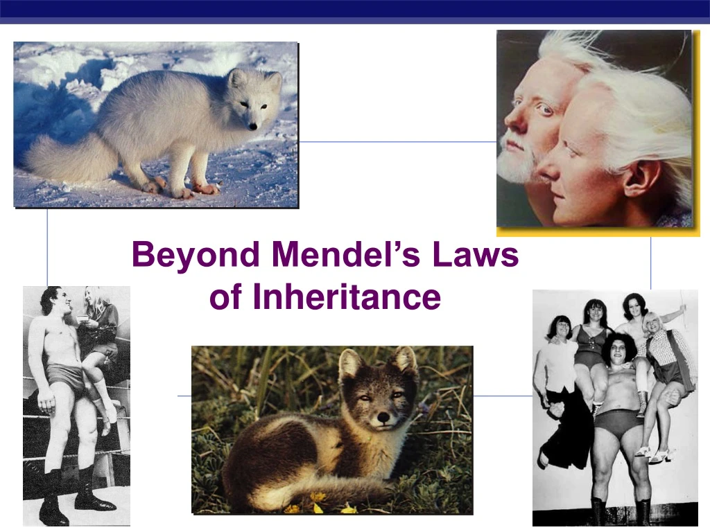 beyond mendel s laws of inheritance