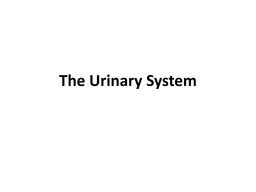 the urinary system