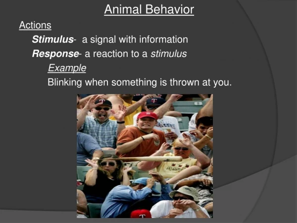 Animal Behavior Actions Stimulus - a signal with information Response - a reaction to a stimulus