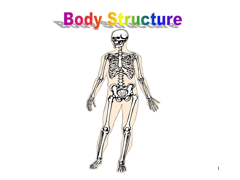 body structure