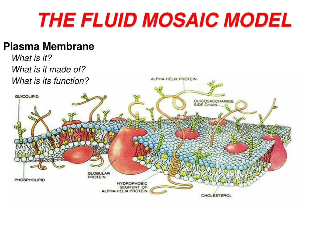 plasma membrane