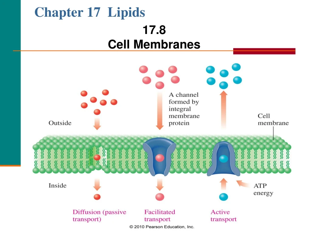 chapter 17 lipids